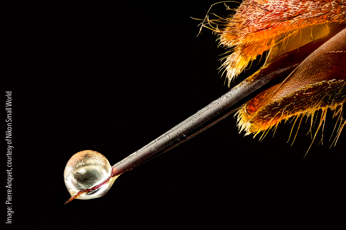 Vespa velutina (Asian hornet) with venom on its stinger. Reflected Light, Focus stacking 6.3x (objective lens magnification)